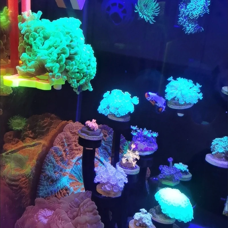 SPS Coral Frag Rack Holder Cor - Marine Aquarium Orp ulasan dan harga