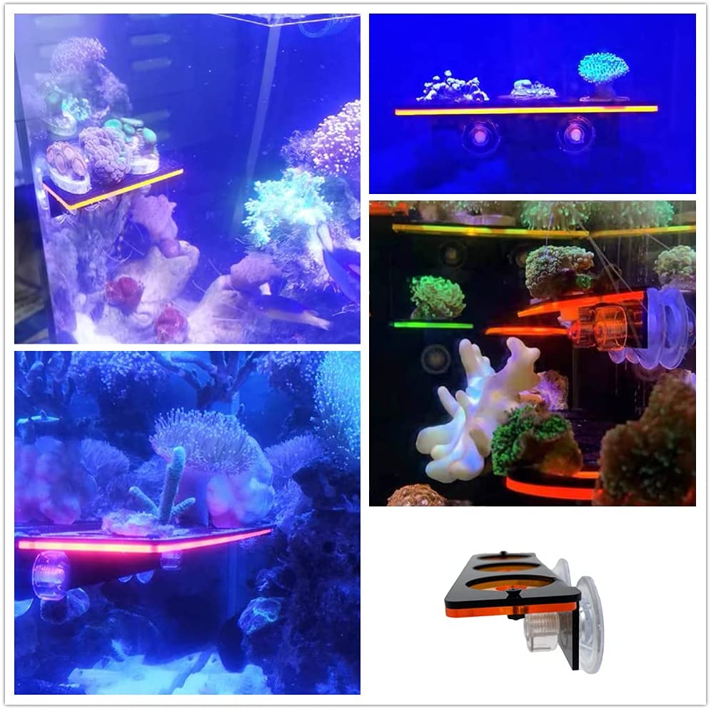 Fluorescent Coral Frag Plug Br - Marine Aquarium Orp ulasan dan harga